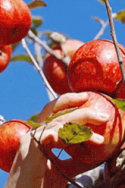 Nature's Bounty