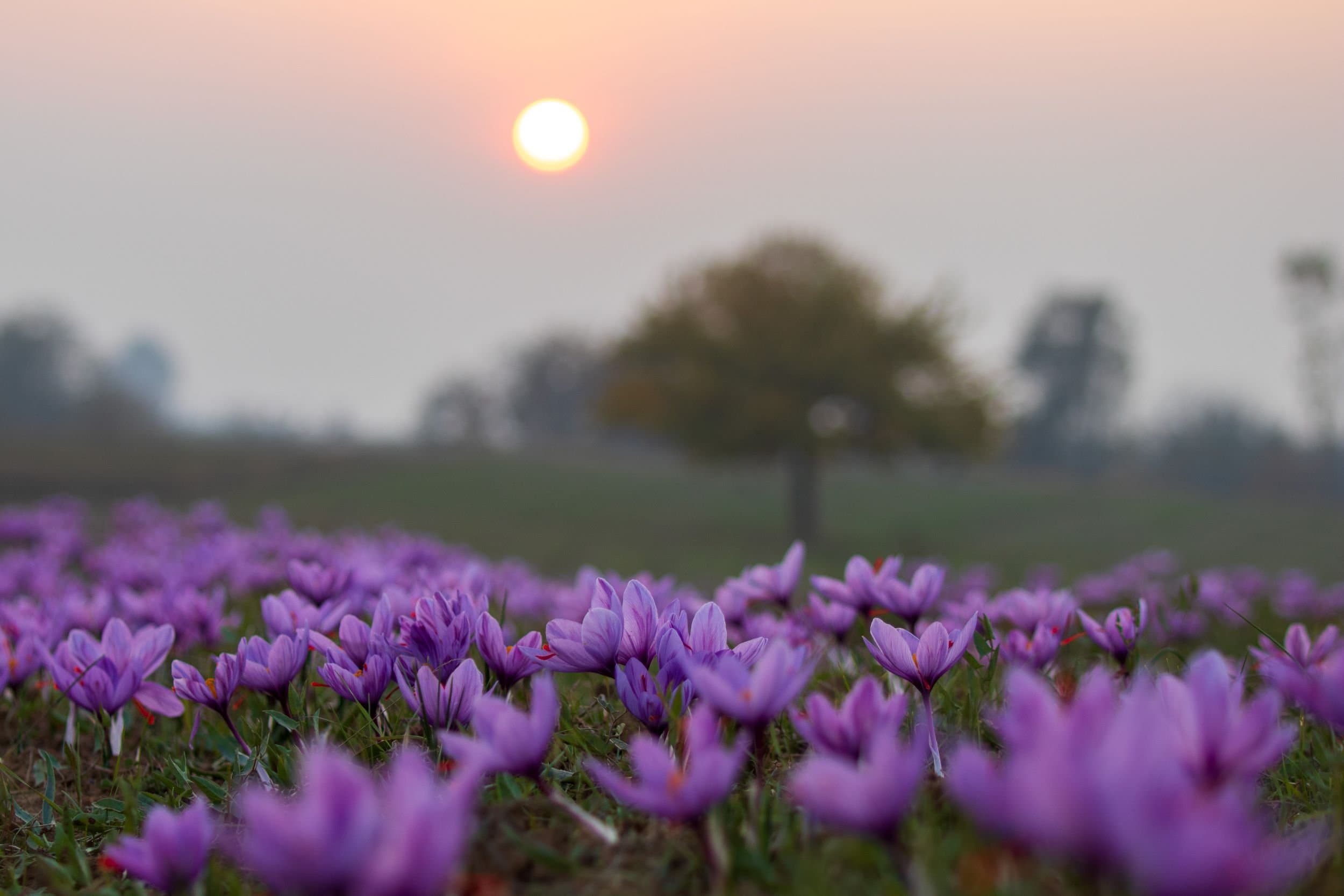 Kashmiri Saffron sunset view